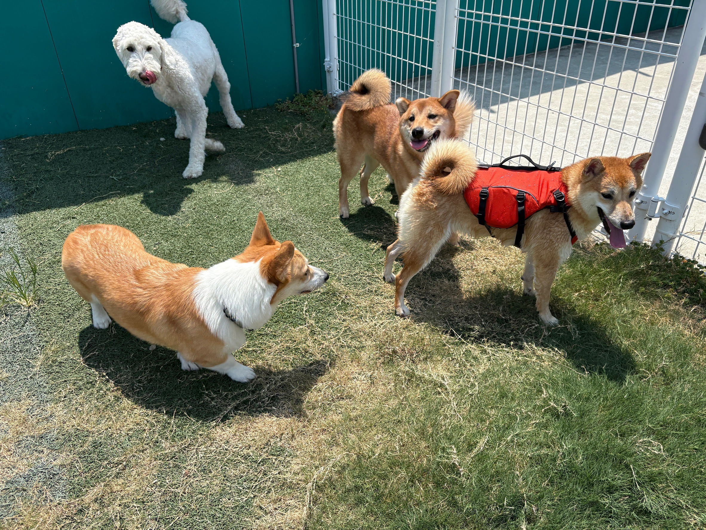 今日のブランちゃん