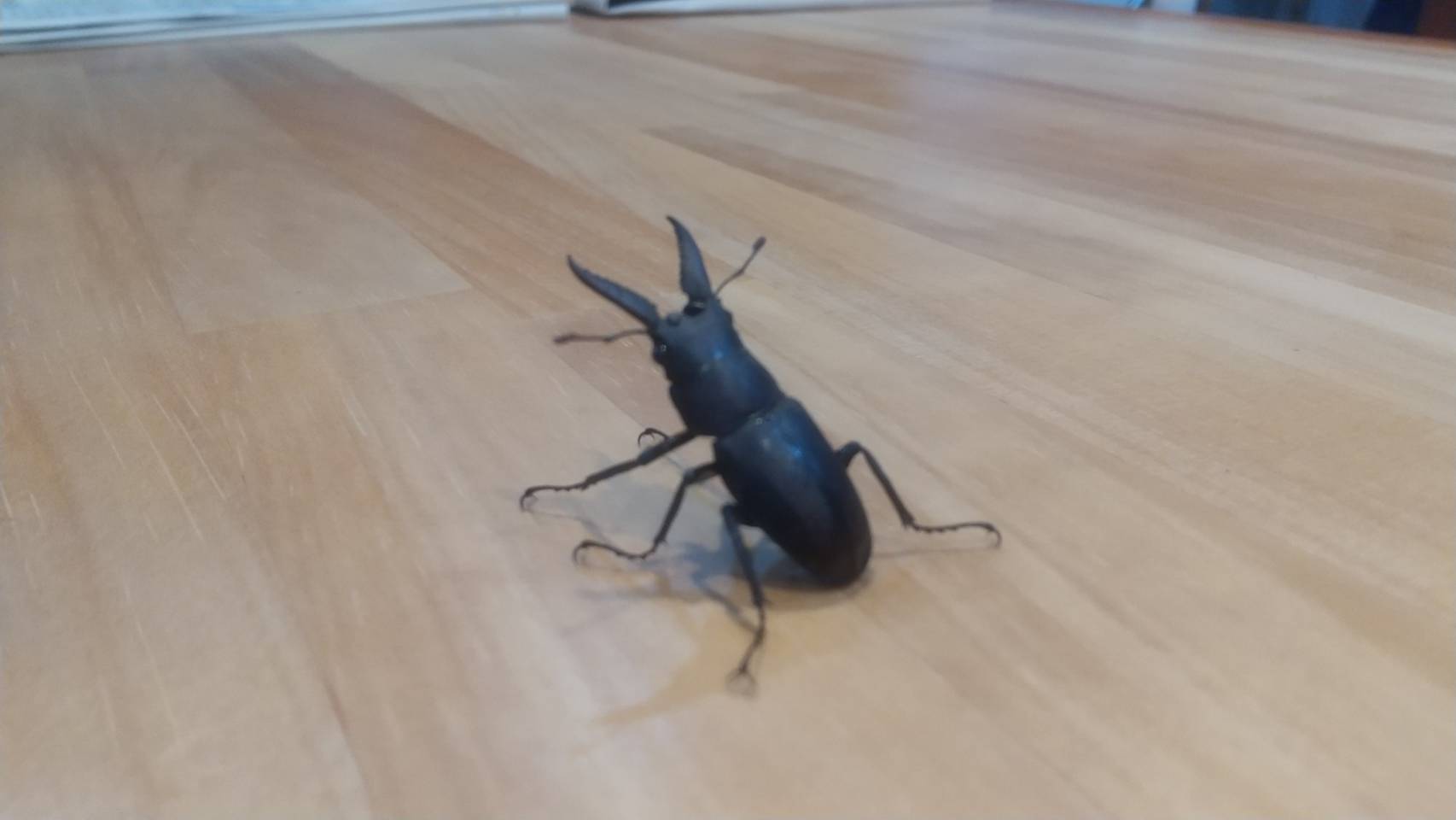 タイトル（ライン）