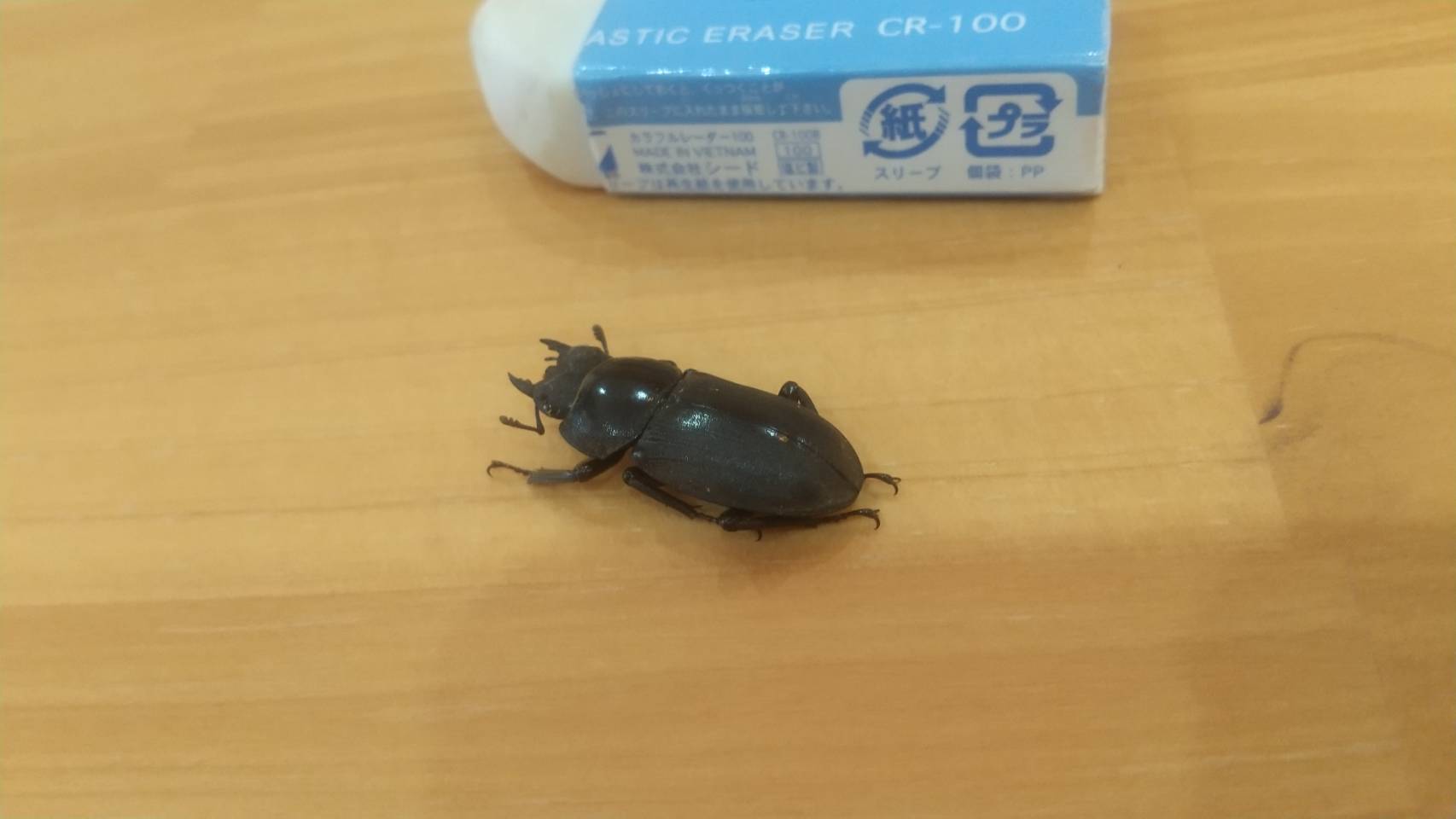 タイトル（ライン）